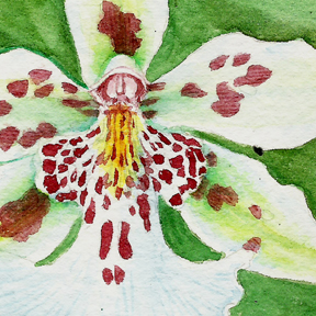 White orchid flower with green background, detail of watercolor